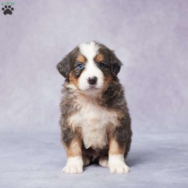 Arnie, Mini Bernedoodle Puppy